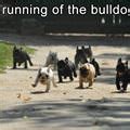 Running Of The Bulldogs - funnypuppysite.com