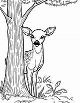 35 Deer Coloring Pages Cute Free Sheets sketch template