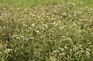 Apocynum sibiricum PRAIRIE INDIAN HEMP | field image of Apoc… | Flickr