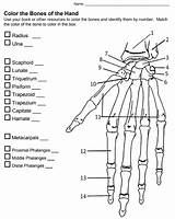 Explore Anatomy By Coloring The Bones Of Hand sketch template