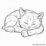 Tabby Cat Coloring Pages  Free & Printable sketch template