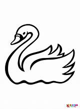 Swan Coloring Pages Printable For Free Download sketch template