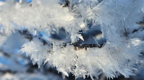 Rime Ice in Winnipeg | CTV News