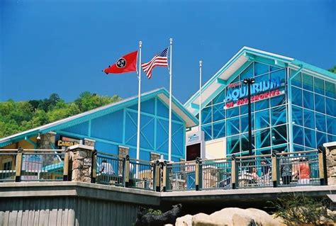 Top 3 Tips for a Great Day at Ripley's Aquarium of the Smokies