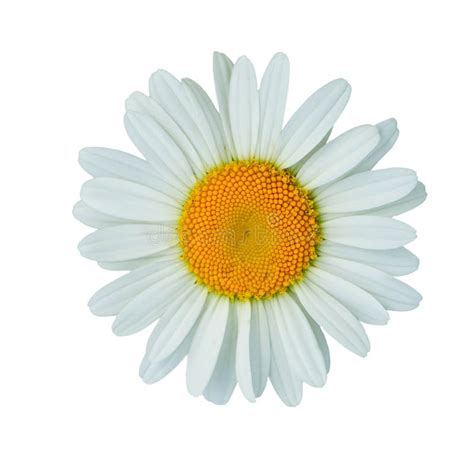 Petals Of Daisy Royalty Free Stock Photography - Image: 11395517