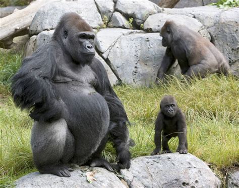 SanDiegoVille: Gorillas At San Diego Zoo Test Positive For COVID-19