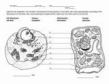 Prokaryote Coloring Sheet Answers  Animal sketch template