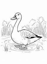 Cartoon Goose Coloring Page  Free Printable Pages sketch template