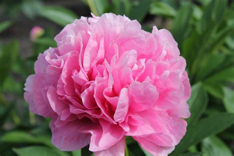 Carnation Bouquet – Parkland Peonies