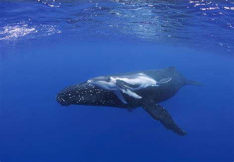 Humpback whale calf with mother | Humpback whale, Whale, Ocean creatures