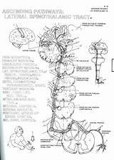 Biology Worksheets Coloring Pages sketch template