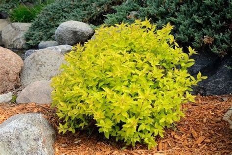 9 Fantastic Shrubs for Small Spaces