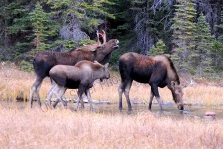 moose-family - Montana Hunting and Fishing Information