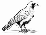 Free Crow Coloring Sheet  Page sketch template