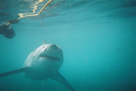 Great White Shark Cage Diving