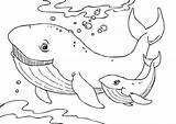 Whale Coloring Pages sketch template