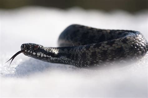 Snakes on snow / Finland - Field Herp Forum