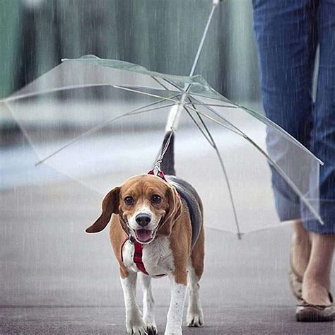 Dogbrella Transparent Dog Umbrella – NoveltyStreet