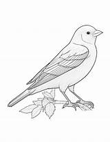 Coloring Canary Saturated Pages Digital Stamps Digi Drawings Colouring  sketch template