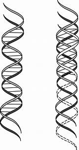 Dna Double Helix Coloring Pages sketch template