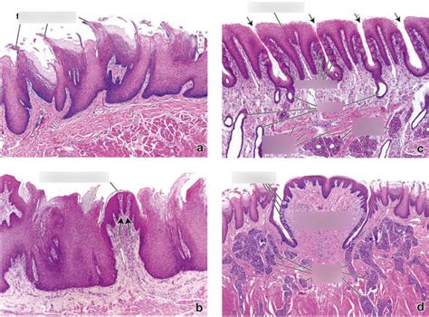 lingual papillae Diagram | Quizlet
