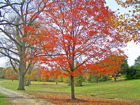 Orange Maple Tree Free Stock Photo - Public Domain Pictures