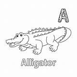 Premium Vector  Alligator alphabet Abc coloring Page A sketch template