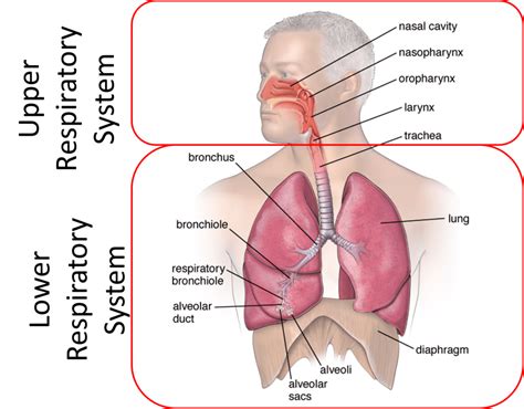 Respiratory System – Histology Education