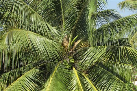 coconut-tree – Deejay Farms