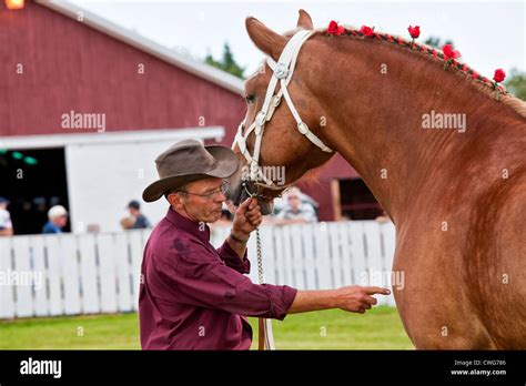 Draft horse hi-res stock photography and images - Alamy