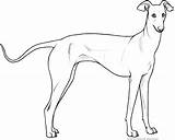 Italian Greyhound Drawing Sketch Coloring Page sketch template