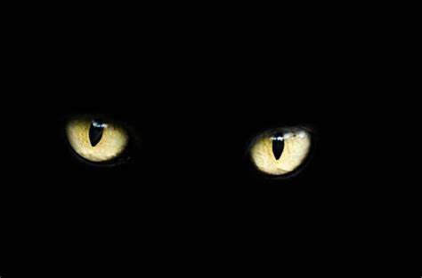 Cat Eyes Free Stock Photo - Public Domain Pictures