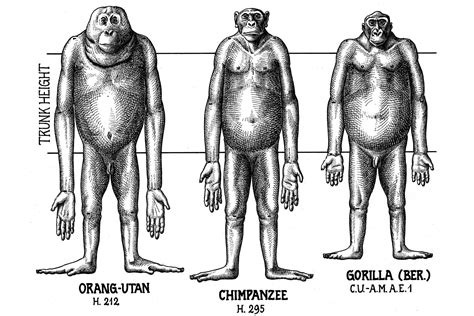 Gorilla Vs Orangutan Strength