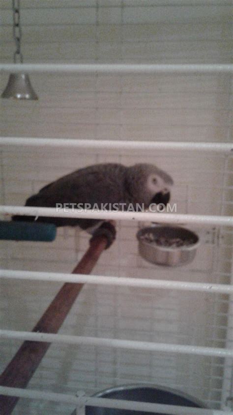 Pets Pakistan - Male and female african grey parrots for adoption