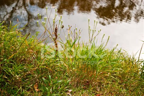 Wild Plants on River Bank stock photos - FreeImages.com