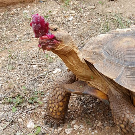 Stop 1: Desert Tortoise Habitat (U.S. National Park Service)