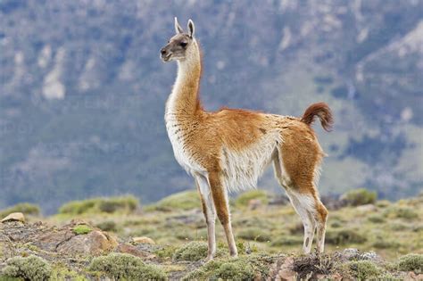 South America, Chile, Patagonia, Guanacos in torres del Paine national ...