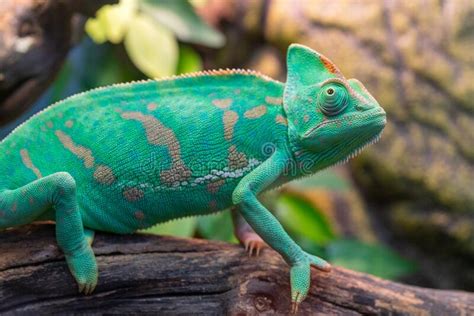 Young Green Chameleon. Natural Habitat Stock Photo - Image of animal, branch: 173316158