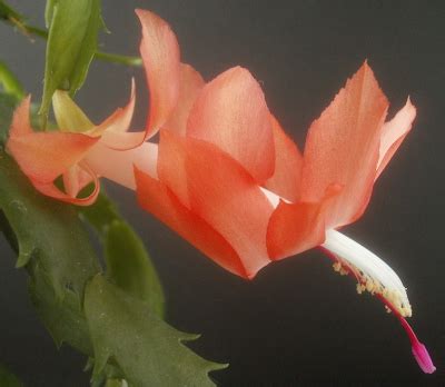 Plants are the Strangest People: Schlumbergera seedling no. 072