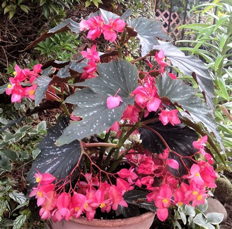 Pin by Hamish Mc Tavish on bEGÓNIA in 2020 | Plants, Bonsai flower, Begonia