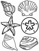 Beach shells coloring Pages Download And Print For Free sketch template