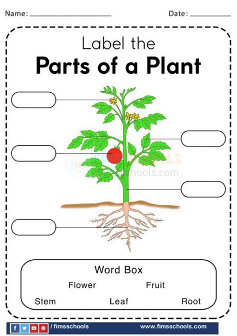 Parts of a plant worksheets