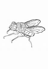 House fly coloring Page Free Printable Pages – Artofit sketch template