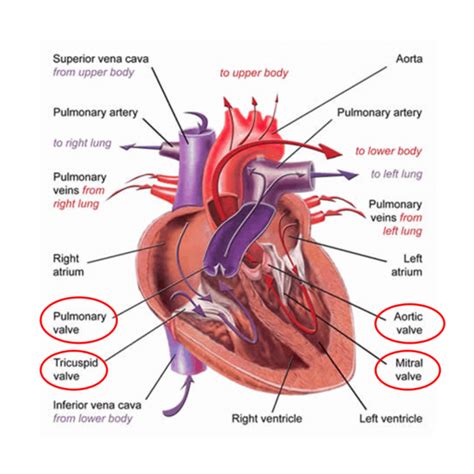 Valve Disease - Dr Diana Holdright