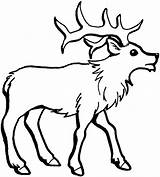 Deer Coloring Pages For Kids At GetColoringscom  Free Printable sketch template