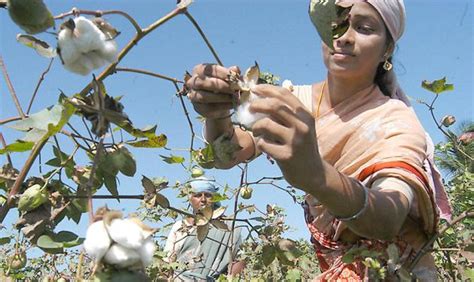 ChetCo aims to transform cotton farming in India