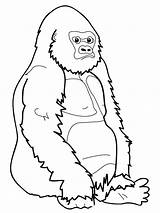 Ape Coloring Pages  Best For Kids sketch template