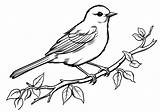 Oiseaux — Coloriages Gratuits à Imprimer sketch template