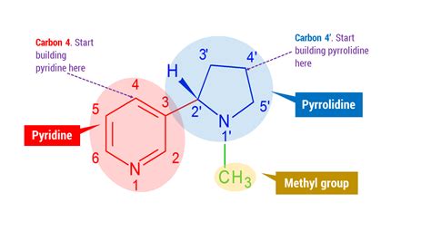 Nicotine Molecular Structure – Duluth Labs