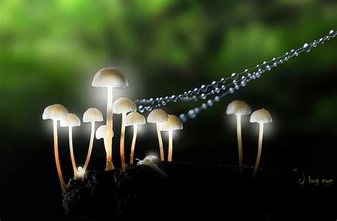 Macro, nature, mushrooms, HD wallpaper | Wallpaperbetter